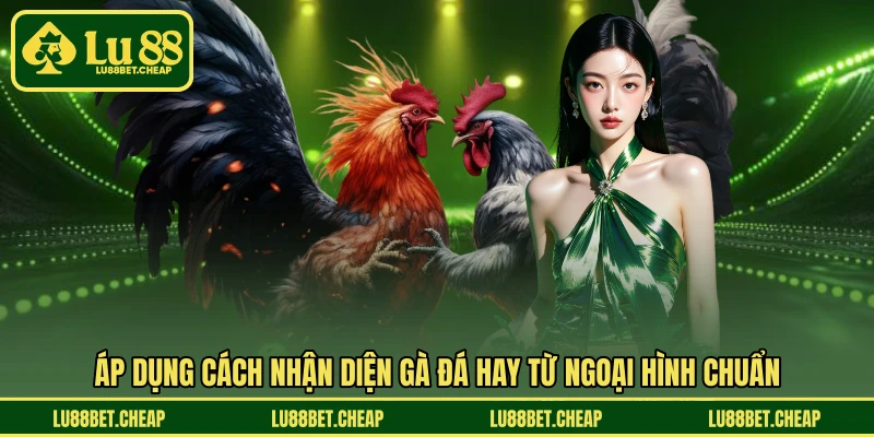 Cách Nhận Diện Gà Đá Hay LU88 - Bí Quyết Chọn Chiến Kê