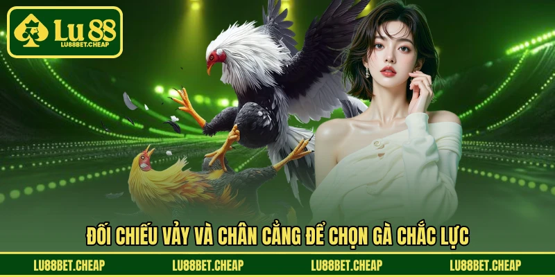 Vảy Gà Đá Hay LU88 - Dấu Hiệu Nhận Biết Chiến Kê Chất Lượng