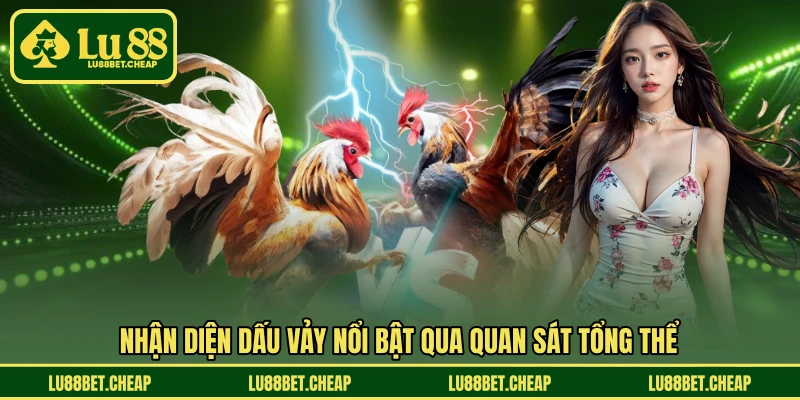 Vảy Gà Đá Hay LU88 - Dấu Hiệu Nhận Biết Chiến Kê Chất Lượng